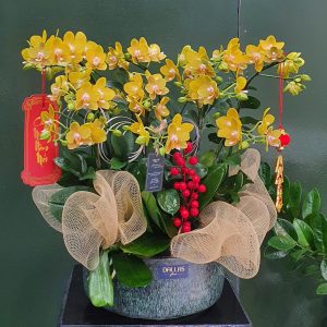 Chậu Lan Hồ Điệp Mini Vàng (T5-N26/08)