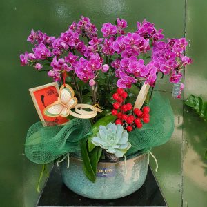 Chậu Lan Hồ Điệp Mini Tím (T5-N26/019)