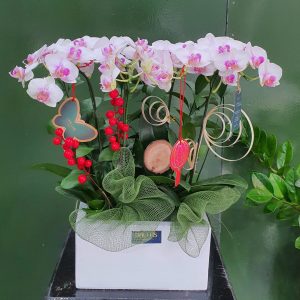 Chậu Lan Hồ Điệp Mini Hồng (T5-026/09)