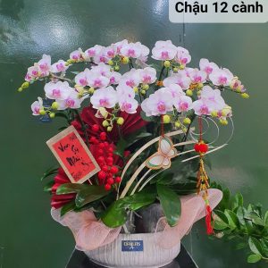 Chậu Lan Hồ Điệp Mini Hồng (T5-N26/010)