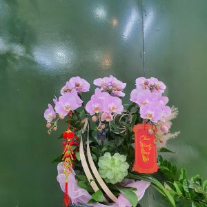 Chậu Lan Hồ Điệp Tím Kèm Sen Đá (T5-N26/09)