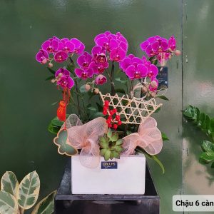 Chậu Hoa Lan Hồ Điệp Tím 6 Cành (T5-N26/07)