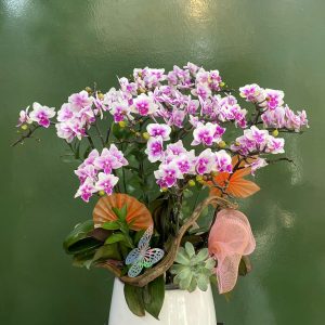 Chậu Lan Hồ Điệp Mini Hồng (T5-N26/011)