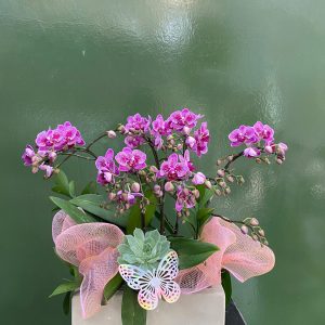 Chậu Lan Hồ Điệp Mini Tím (T5-N26/020)