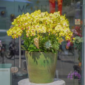 Chậu Hoa Lan Hồ Điệp Vàng (T5-C27/11)