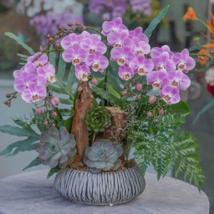 Chậu Hoa Lan Hồ Điệp Hồng Phấn (T5-C27/09)