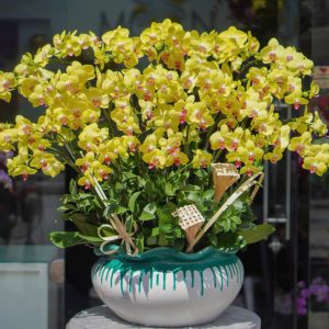 Chậu Hoa Lan Hồ Điệp Vàng (T5-C27/08)