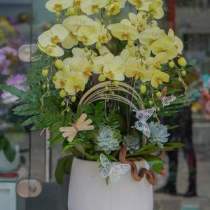 Chậu Hoa Lan Hồ Điệp Vàng (T5-C27/06)