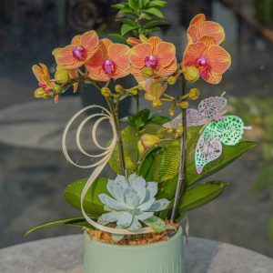 Chậu Lan Hồ Điệp Mini Cam (T5-N26/026)