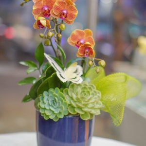 Chậu Lan Hồ Điệp Mini Cam Đính Kèm Sen Đá (T5-N27/04)