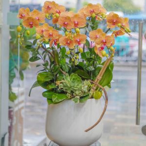 Chậu Hoa Lan Hồ Điệp (T5-C26/54)