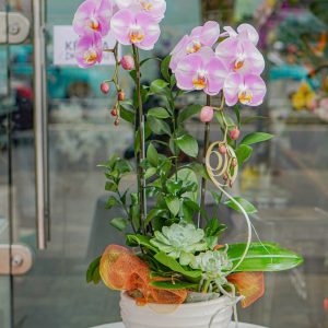 Chậu Lan Hồ Điệp Màu Hồng Phấn (T5-N27/05)