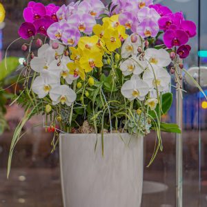 Chậu Hoa Lan Hồ Điệp (T5-C26/52)