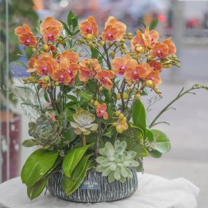 Chậu Lan Hồ Điệp Mini Cam Đính Kèm Sen Đá (T5-N27/05)