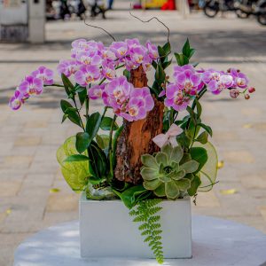 Chậu Lan Hồ Điệp Mini Tím Đính Kèm Sen Đá (T5-N27/06)