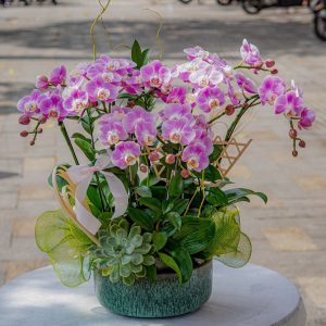 Chậu Lan Hồ Điệp Mini Tím Đính Kèm Sen Đá (T5-N27/08)