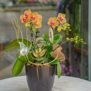 Chậu Lan Hồ Điệp Mini Cam (T5-N27/09)