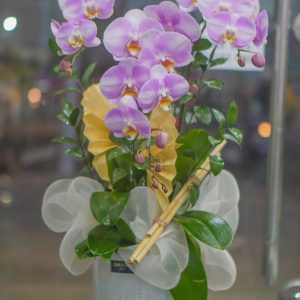 Chậu Hoa Lan Hồ Điệp (T5-C26/43)