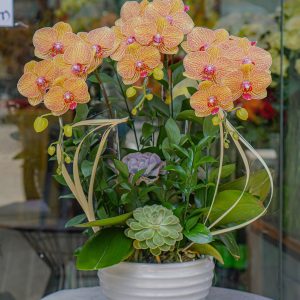 Chậu Hoa Lan Hồ Điệp (T5-C26/42)