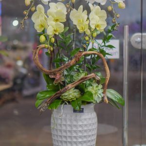 Chậu Hoa Lan Hồ Điệp (T5-C26/40)