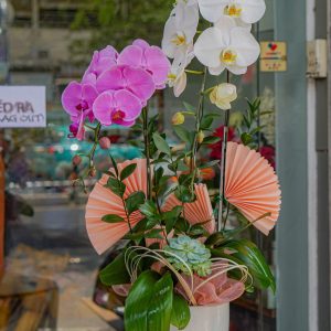 Chậu Hoa Lan Hồ Điệp 2 Cành (T5-C26/38)