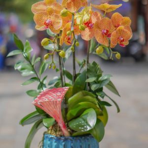 Chậu Hoa Lan Hồ Điệp (T5-C26/33)