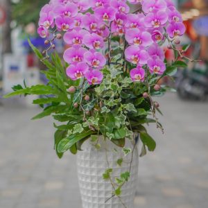 Chậu Hoa Lan Hồ Điệp (T5-C26/23)