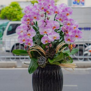 Chậu Hoa Lan Hồ Điệp (T5-C26/22)