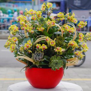 Chậu Lan Hồ Điệp Mini Vàng (T5-N27/017)