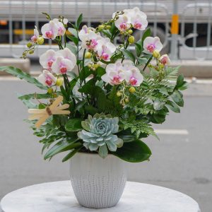 Chậu Lan Hồ Điệp Mini Trắng (T5-N27/018)