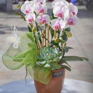 Chậu Lan Hồ Điệp Mini Trắng Lưỡi Tím (T6-N12/04)