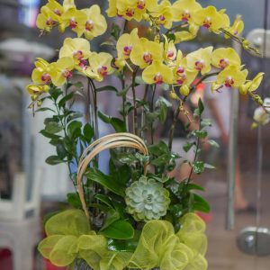 Chậu Hoa Lan Hồ Điệp Mini Vàng (T6-N12/06)