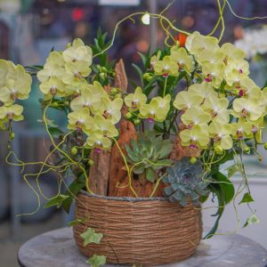 Chậu Hoa Lan Hồ Điệp Mini Vàng (T6-N12/24)