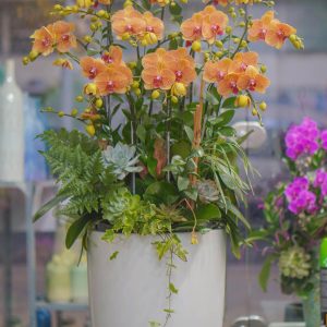 Chậu Hoa Lan Hồ Điệp Mini Cam Sọc (T6-N12/26)