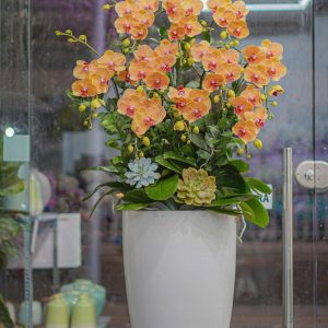 Chậu Hoa Lan Hồ Điệp Mini Cam Sọc (T6-N12/30)