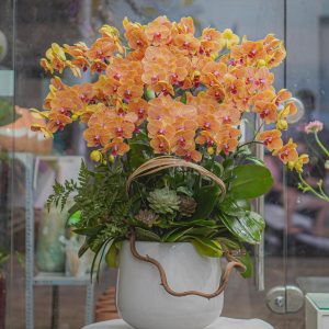 Chậu Hoa Lan Hồ Điệp Mini Cam Sọc (T6-N27/02)