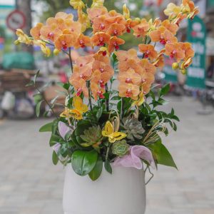 Chậu Hoa Lan Hồ Điệp Mini Cam Sọc (T6-N27/03)