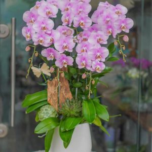 Chậu Hoa Lan Hồ Điệp Tím Hồng (T8-N11/01)