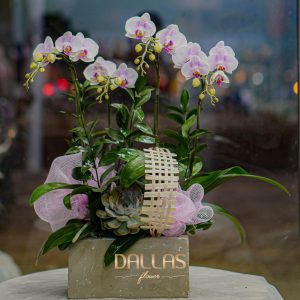 Chậu Hoa Lan Hồ Điệp Mini Trắng Tím (T8-N11/02)