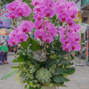 Chậu Hoa Lan Hồ Điệp Tím (T8-N11/06)