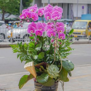 Chậu Hoa Lan Hồ Điệp Tím (T8-N11/07)