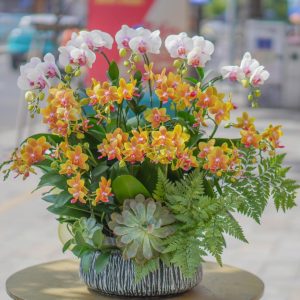 Chậu Hoa Lan Hồ Điệp Mini Trắng Mix Vàng Cam (T8-N11/04)