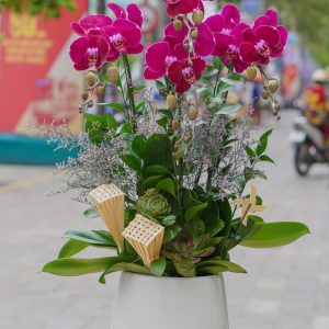 Chậu Hoa Lan Hồ Điệp Tím (T8-N11/15)