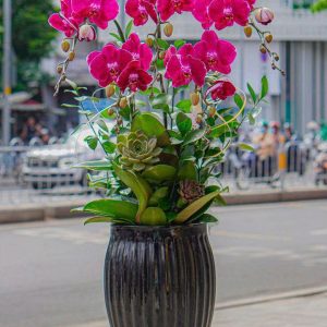 Chậu Hoa Lan Hồ Điệp Tím (T8-N11/16)