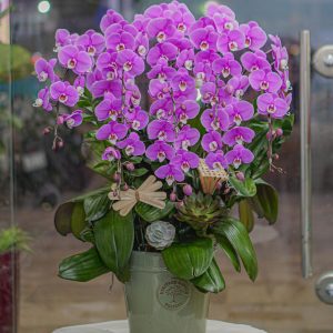 Chậu Hoa Lan Hồ Điệp Tím (T8-N12/02)
