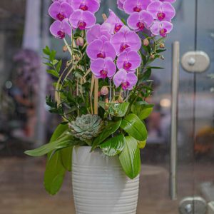 Chậu Hoa Lan Hồ Điệp Tím (T8-N12/03)