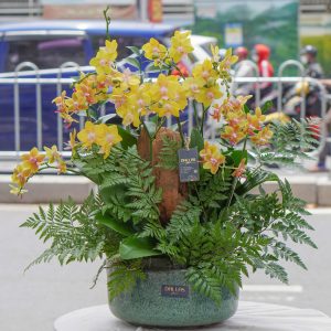 Chậu Hoa Lan Hồ Điệp Mini Vàng  (T8-N12/01)