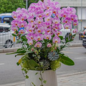 Chậu Hoa Lan Hồ Điệp Tím Hồng (T8-N12/06)