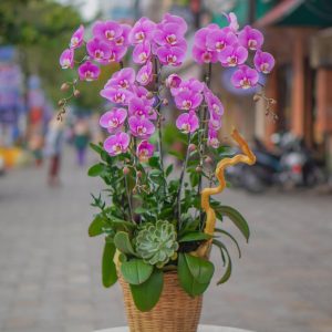 Chậu Hoa Lan Hồ Điệp Tím (T8-N12/10)