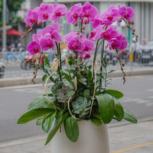 Chậu Hoa Lan Hồ Điệp Tím (T8-N12/15)